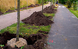 Lipy zastąpią topole i dęby. Nad Jeziorem Długim w Olsztynie posadzono ponad 70 nowych drzew